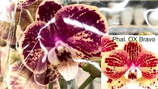 Привоз орхидей в ТЦ Мега Самара Леруа Мерлен- OX Bravo Vivaldi Venetian Avatar Аватар Sara Blush