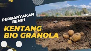 Perbanyakan Kentang Tahan Penyakit dan Produktivitas Tinggi - BIO GRANOLA