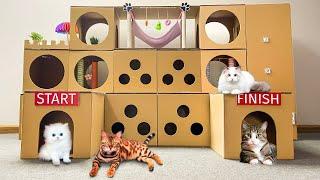 Build GIANT MULTI-PURPOSE MAZE with an elevator and cat bedroom by cardboard  How Cats Escape Maze