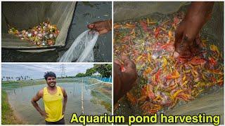 30000 fish harvesting in pond  Chennai  6 acres pond  தமிழ்