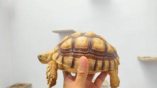 SULCATA MURAH HIGH DOME SMOTE TIPS PELIHARA KURA KURA