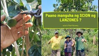 Paano manguha ng SCION ng LONGKONG LANZONES?