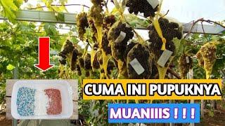 CARA MENINGKATKAN RASA MANIS PADA BUAH ANGGUR  MURAH TANPA MAHAL ‼️