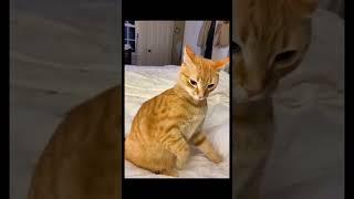 Funny Animal Videos 2022  Best Dogs And Cats Videos  # 60 RdpbZW oV5k 480p