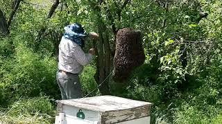 Метод Стоянова. Снятие роёв практически с любой высоты. #мед #пчеловодство #пчелы