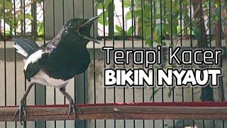 MEMANCING KACER LAWAN LEKAS BUNYI GACOR DIPAGI HARI TERAPI SUARA PIKAT BURUNG KACER NGEPLONG