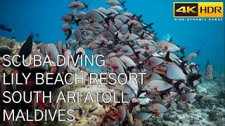 Relaxing Scuba Diving with Prodivers at Lily Beach Resort and Spa in Glorious 4K HDR