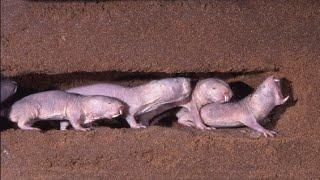 Animals That Burrow Underground