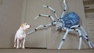 Dogs vs Giant Spider Prank Funny Dogs Maymo Penny & Potpie