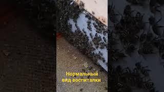 Такой вид должна иметь семья воспитательница.