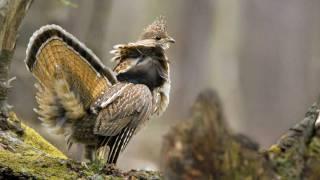 Voices Ruffed Grouse