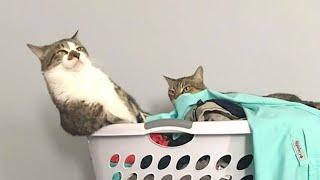 CATS make us LAUGH ALL THE TIME  Best FUNNY CAT videos 2024