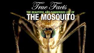 True Facts The Mosquito