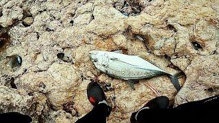 di tarik ikan predator..#mancingindonesia #rockfishing #malangselatan