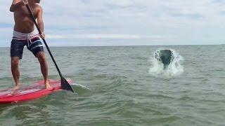 Paddleboarders capture real mermaid footage