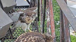 First Fledging For the 2024 Cornell Red-tailed Hawks as N2 Takes Flight June 10 2024