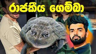 කුකුළන් කුරුල්ලන් පවා ගිලින රාජකීය ගෙම්බා   biggest frog  Suranga Karunanayaka