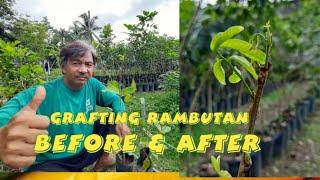 Grafting Rambutan BEFORE and AFTER
