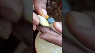 #shorts #youtubeshorts #foodporn#samosa#minifood