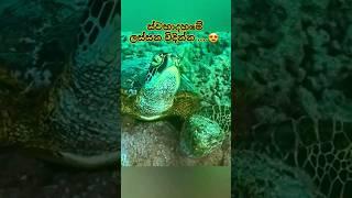 කැස්බෑවා #turtle   #nature 