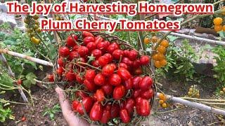 The Joy of Harvesting Homegrown Plum Cherry Tomatoes #tomato #tomatoes #gardening #gardeningtips