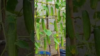 80 Days Lifecycle_ Cucumber secrets From seed to harvest #grow #garden #shorts #farming #short
