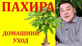 Пахира. Уход в домашних условиях