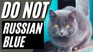 7 Reasons You Should NOT Get a Russian Blue Cat