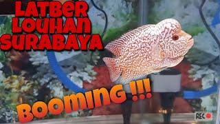 Latber LOUHAN SURABAYA booming  Flowerhorn Contest