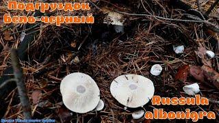 Подгруздок бело-чёрный  Russula albonigra