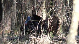 THREE turkeys with 20 gauge and TSS in one day? HOT TURKEYS ON A COLD MORNING