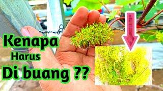 PEMBUANGAN BUNGA ANGGUR SAAT POUNDATION PRUNING PENTING DI LALUKAN