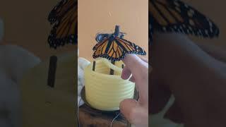 1st Look @ Pet Butterfly #monarch #monarchbutterflies #butterfly #pets #tarot