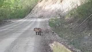 Siberian tiger in Gornovodnoe village