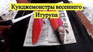 Кунджемонстры весеннего Итурупа. Одиночный поход