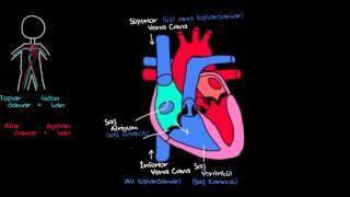 Kalp ve Kan Dolaşımı Sağlık ve Tıp Dolaşım Sistemi Fizyolojisi