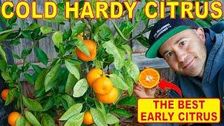 This Is The Best ORANGE TREE For Northern Growers To GROW CITRUS