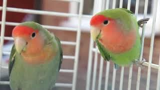 Lovebirds HD