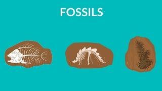 What are fossils and how are they formed  Learn about Fossils