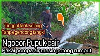 Cara kocor pupuk cair tanaman kapulaga tanpa gendong