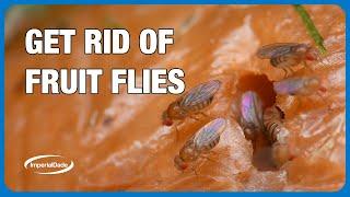 How to Get Rid of Fruit Flies in Commercial Kitchens