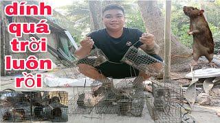 P3 - Cách bẫy chuột trên cây dừa 13 lồng dính 9 con - Catching a mouse on a coconut tree