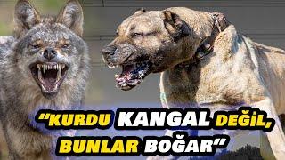 MATBAACI DOĞAN VE ŞAMPİYON KARAYILAN  Köpeklerime 6 ayda 70.000 TL mama parası ödüyorum