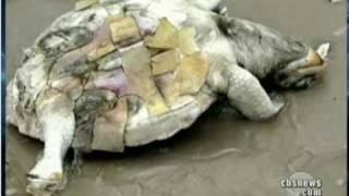 BP Oil Spill  Dead Dolphins And Turtles Washing Ashore