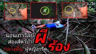 นอนบนเถาวัลย์ผีส่องสัตว์ป่าที่หากิน  กลางคืนมีผู้หญิงมาเรียก  กรีดร้อง 