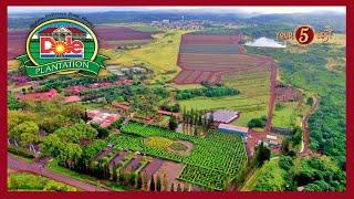 DOLE PLANTATION Drone Video - Best Things to Do in Oahu Hawaii