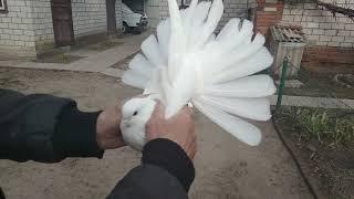 Николаевские голуби белые и сизопоясые