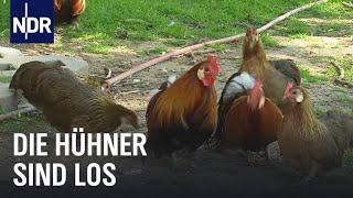 Hühner-Boom im heimischen Garten  Die Nordreportage  NDR Doku