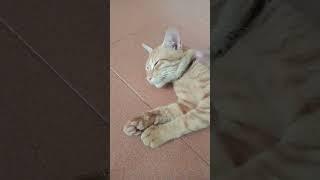 Kucing oren jantan #shorts  #kucing #kucingtigawarnabetina