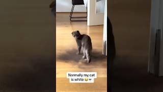 Funny cat and dogs  episode 391 #cat #animal #pet #shorts